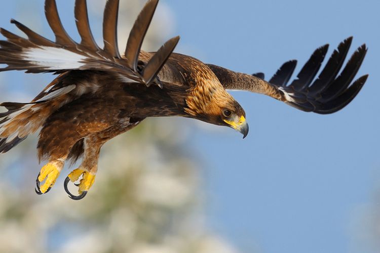 Ilustrasi burung golden eagle.