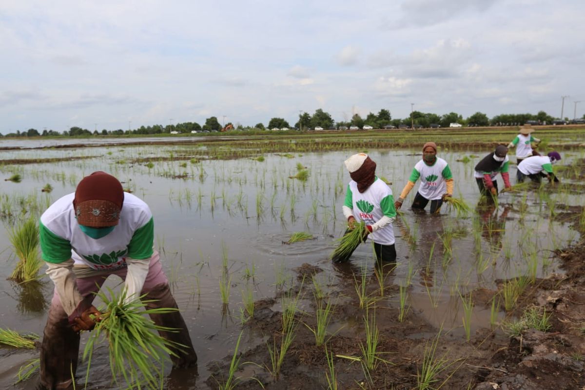 Munculnya petani baru di masa pandemi Covid-19 dinilai sebagai potensi besar bagi Indonesia untuk menciptakan berbagai peluang usaha. 

