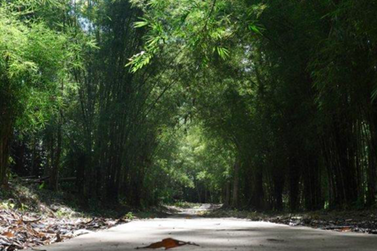 Ekowisata Bamboe Wanadesa