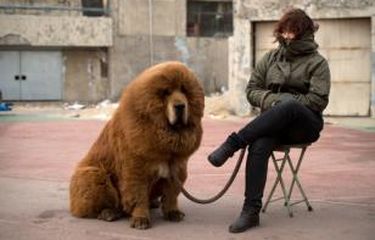Singa di Sebuah Kebun Binatang China Ternyata Seekor Anjing