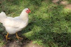 Peluang Bisnis Ternak Ayam Kampung dan Tips Memeliharanya untuk Pemula