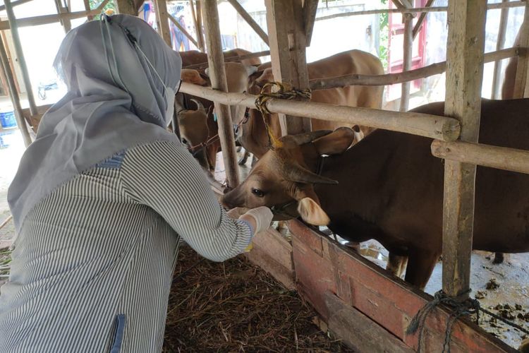 Seorang petugas memeriksa kondisi sapi kurban di Tanjungpinang, Jumat (8/7/2022). Jelang Idul Adha, stok kambing kurban di Tanjungpinang sangat sedikit. Karena itu, hewan kurban diganti sapi.