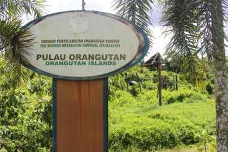 Orangutan Island, tempat karantina berbagai oragutan sebelum di lepas ke alam liar oleh Yayasan Borneo Orangutan Survival (BOS).