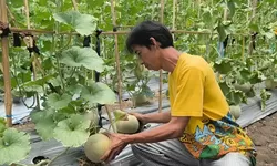 Aturan Offset Emisi Pertanian Hampir Terbit, Pembagian Manfaat untuk Petani Tunggu Juknis
