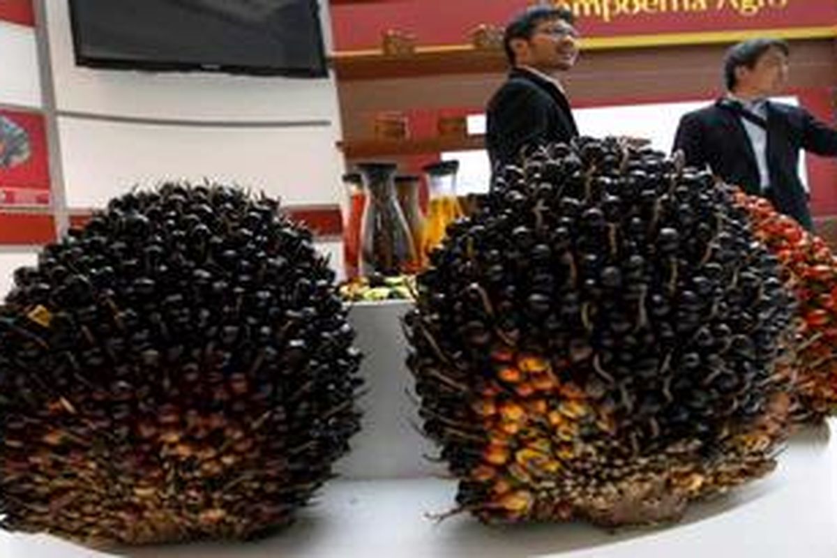 Tandan buah segar (TBS) kelapa sawit dipamerkan di salah satu stan peserta International Conference and Exhibition on Palm Oil 2013 di Jakarta Convention Center, Jakarta, Selasa (7/5/2013). 