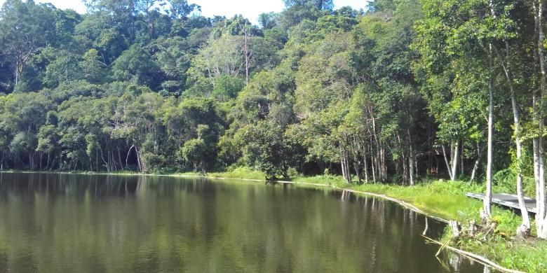 Danau Aco di puncak Kampung Linggang Melapeh, Kutai Barat, Kalimantan Timur dikelilingi hutan dengan pepohonan rimbun.