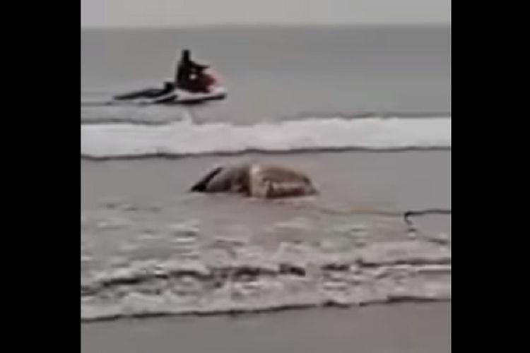 Sapi pertama kali muncul di pantai wisata Playa de La Jaquita dekat resor pantai El Medano. (YouTube/Ardiel Rodriguez)