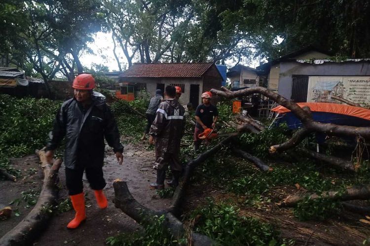 Petugas BPBD Kabupaten Nganjuk mengevakuasi pohon tumbang di sekitar Stadion Warujayeng, Kecamatan Tanjunganom, Kabupaten Nganjuk, Kamis (17/11/2022). Doc: BPBD Kabupaten Nganjuk