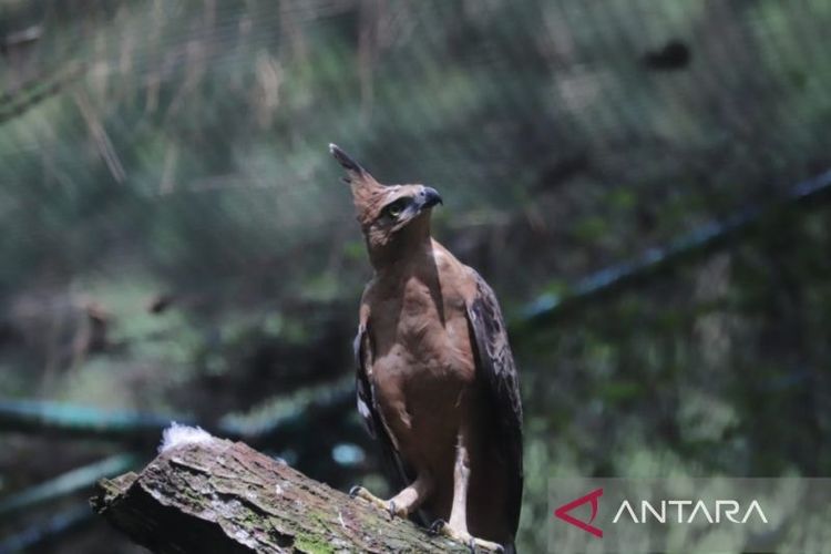 Elang jawa betina bernama Sally dilepasliarkan di Gunung Halimun Salak, Pamijahan, Kabupaten Bogor, Jawa Barat, Senin (16/9/2024). ANTARA/HO-SEGS