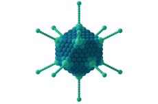 Virus Ikosahedral: Pengertian dan Contohnya