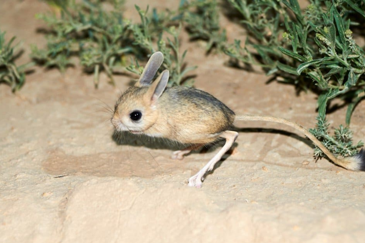 5 Hewan yang Mirip Tikus, Apa Saja?