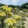 Balai TNGR: Masih Ada Pemetik Bunga Edelweis di Gunung Rinjani