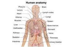 Nama-nama Organ Tubuh dalam Bahasa Inggris