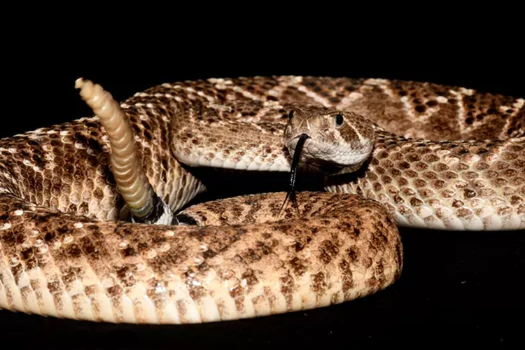 Ilustrasi ular derik 