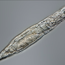 Membeku 24.000 Tahun, Hewan Mikroskopis Ini Mampu Hidup Kembali