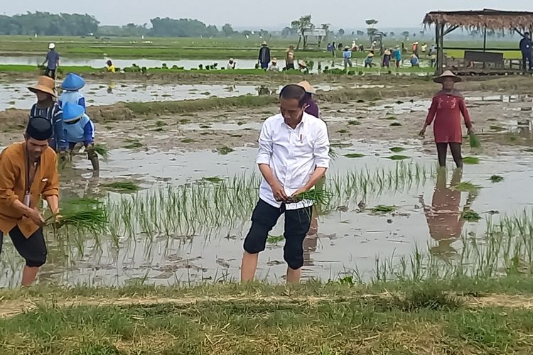 Presiden Joko Widodo melakukan tanam padi bersama para petani di Desa Senori, Kecamatan Merakurak, Kabupaten Tuban, Jawa Timur. Kamis (6/4/2023).