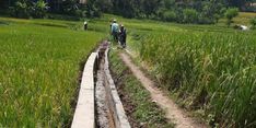 Kekeringan Melanda Sukabumi, Petani di Sana Diimbau Mentan Ikuti Asuransi 