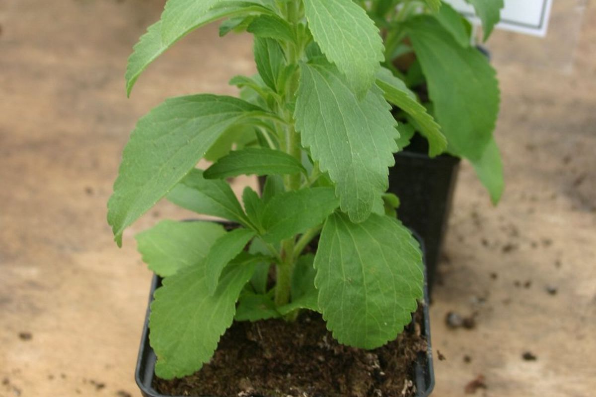 Ilustrasi tanaman stevia, daun stevia.