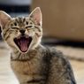 9 Alasan Mengapa Kucing Mengeong Terus Menerus