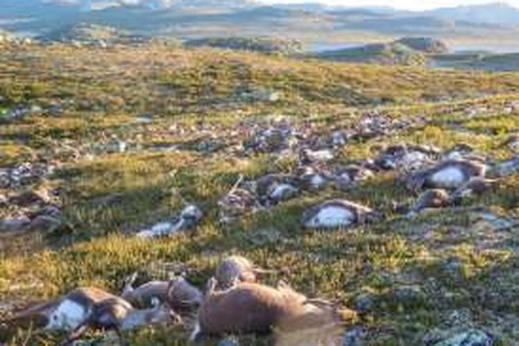 Ratusan ekor rusa dan puluhan anak sapi tewas akibat disambar petir di Dataran Tinggi Hardanangervidda, Norwegia.