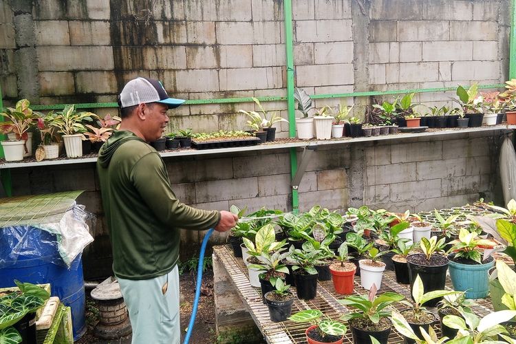 Kisah Ismanto: Tinggalkan Profesi Satpam, Kini Sukses Budidaya Mamey Sapote Beromzet Puluhan Juta