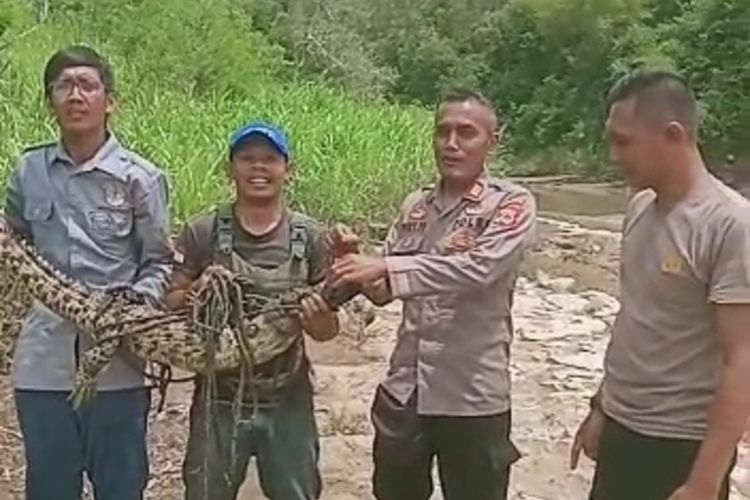 Tim relawan dan petugas kepolisian menunjukkan buaya yang ditangkap di sungai Oya, Playen, Gunungkidul. Senin (3/4/2023)