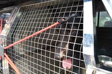 Anjing Pelacak Disiagakan untuk Deteksi Bahan Peledak di Polrestabes Medan