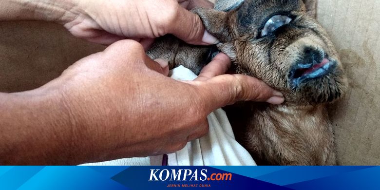 Bayi Kambing Bermata Satu Gemparkan Warga Blitar