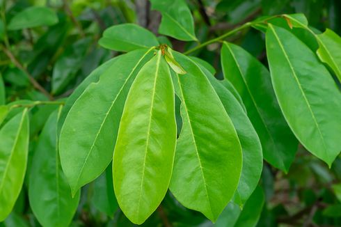 4 Manfaat Daun Sirsak untuk Kesehatan