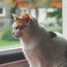 5 Alasan Kucing Suka Melihat ke Jendela