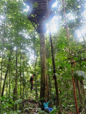 Tim Terios 7-Wonders naik ke rumah pengamatan burung di hutan Taman Nasional Aketajawe Lolobata, Maluku. Mereka naik dengan tanggal tali secara vertikal di pohon yang tingginya setara rumah empat lantai, Senin (17/7/2017).