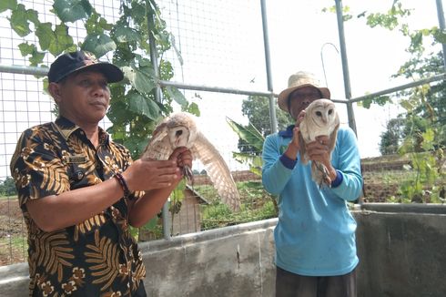 Berkat Burung Hantu, Panen Padi di Desa Pasirmulya Karawang Melimpah