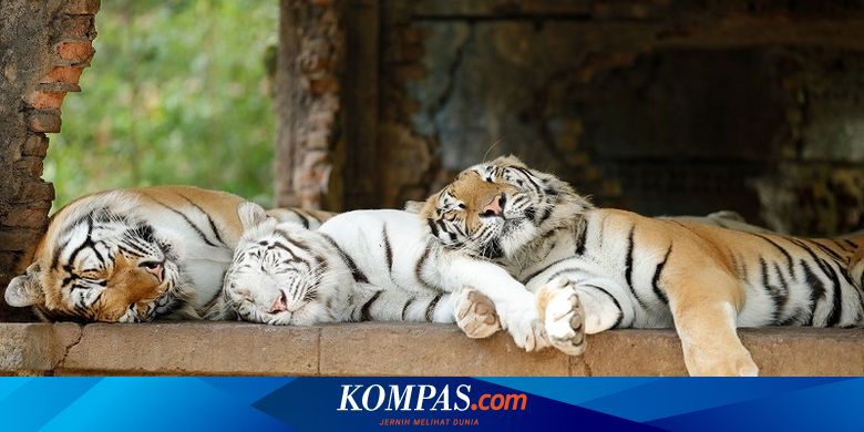 5 Tempat Wisata Di Bogor Yang Buka Saat Ini Halaman All Kompas Com