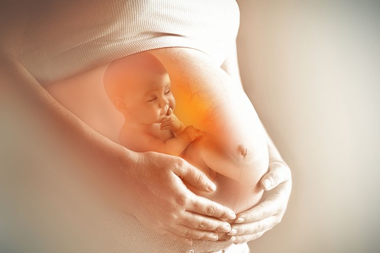 Ketika seorang ibu hamil terpapar asap rokok, zat-zat berbahaya dapat masuk ke dalam aliran darahnya dan mencapai janin melalui plasenta.