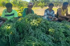 Kisah Daun Kelor, Tertulis dalam Sejarah dan Dianggap Pengusir Setan