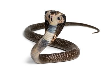 Qizil pubik sochli yalangoch qizlarning fotosuratlari Eksklyuziv gozal porno