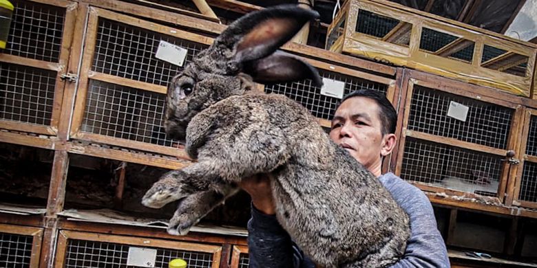Asep Yana (42), peternak yang berhasil mengembangkan kelinci jenis German Giant di peternakan miliknya, Arya Aditya Rabbitry di Lembang. Anakan kelinci raksasa berusia 3 bulan, beratnya bisa mencapai 8-9 kg dan dijual hingga Rp 5 juta.