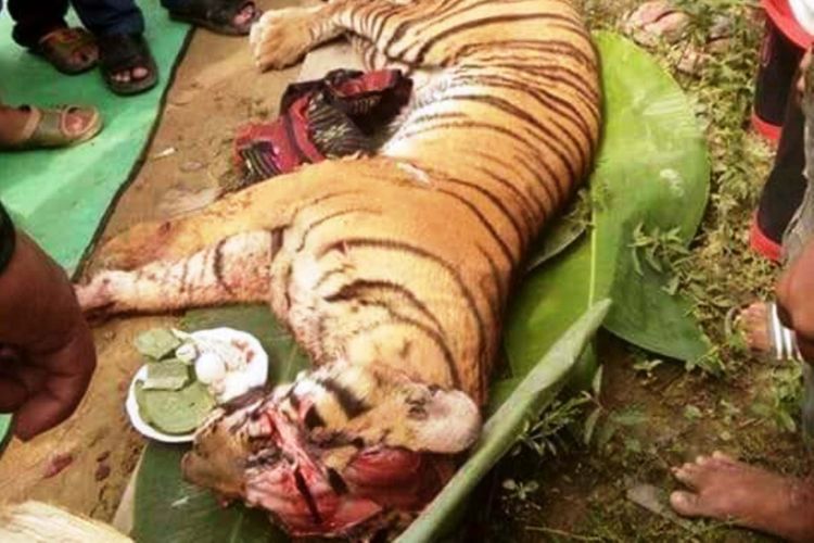 Harimau Sumatera ini mati mengenaskan karena rumahnya dirambah maraknya kasus ilegal loging, Rabu  (7/6/2017)