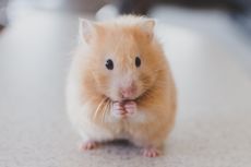 Penyebab Kerontokan Bulu pada Hamster dan Cara Mengatasinya