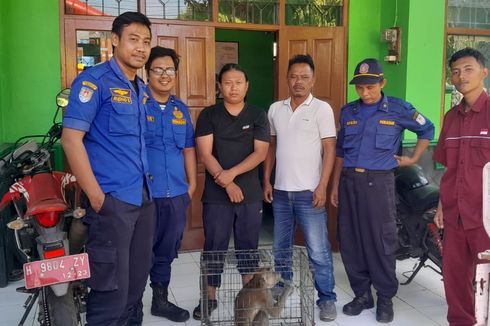 Lepas dari Kandang, Seekor Monyet Serang Balita di Cilacap
