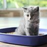 Mengapa Kucing Tidur di Kotak Pasir? Awas Jadi Gejala Penyakit
