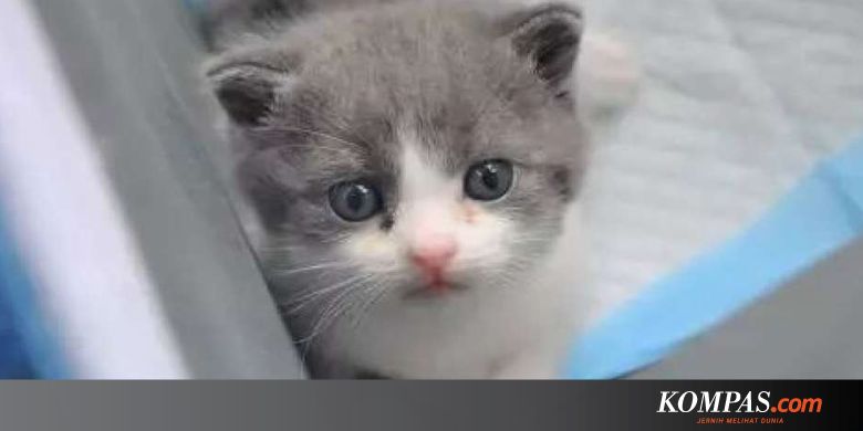 Pertama Di Dunia Ilmuwan China Sukses Kloning Kucing Yang