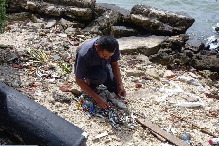 Warga memungut ikan-ikan yang terdampar di sekitar Pulau Bidadari, Kabupaten Kepulauan Seribu pada Selasa (20/12/2022). Setidaknya ada semhilan karung ikan tembang yang terkumpul akibat fenomena tersebut.