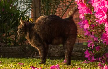 Tanaman Hias Dikencingi Kucing? Ini yang Harus Dilakukan Halaman ...