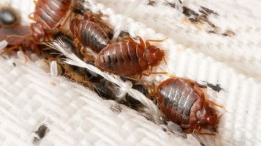 Cara Membasmi Kutu Kasur dari Rumah dan Tanda-tandanya