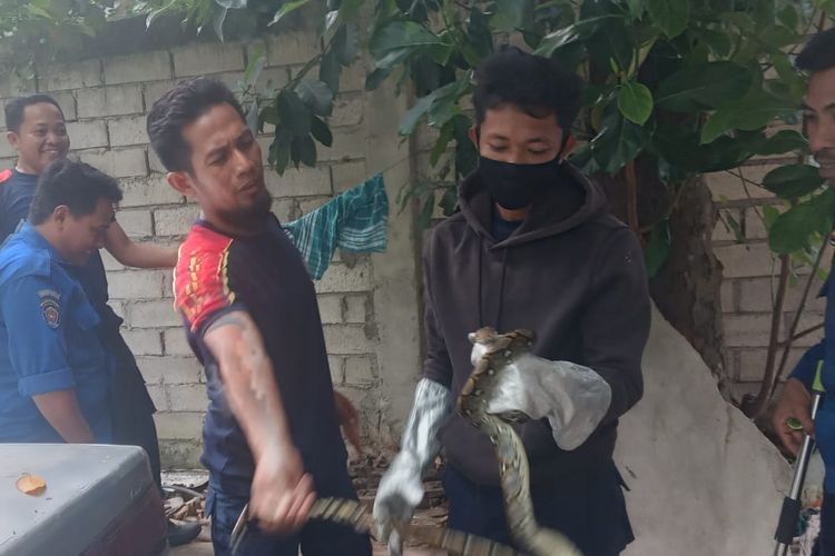 Evakuasi ular piton di belakang rumah warga di Sumbawa, NTB, Kamis (12/1/2023)