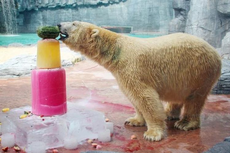 Inuka, beruang kutub pertama yang lahir di daerah tropis. Ia berada di Kebun Binatang Singapura