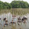 Menarini Indonesia Tanam 1.600 Pohon Mangrove di Pesisir Utara Jawa