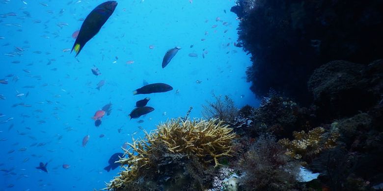 Alam bawah laut di dive site Secret Garden, Timur Kota Dili, Timor Leste.