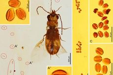 Terjebak di Batu Ambar 99 Juta Tahun, Kumbang Ini Ungkap Kisah Prasejarah